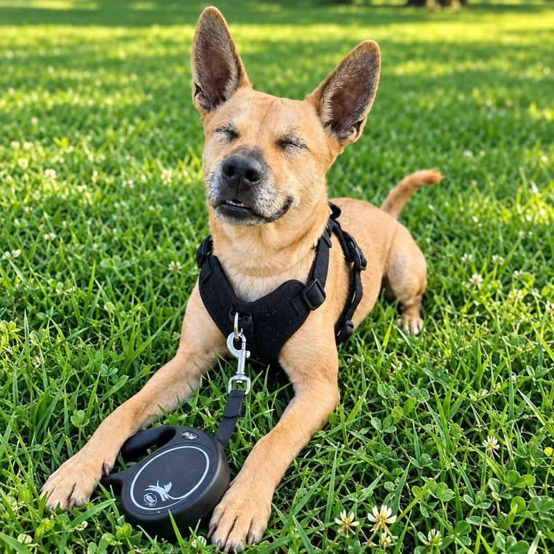 A young medium-sized female Shepherd dog named Story for adoption in Houston, TX