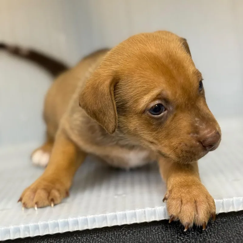 A baby small-sized male Brown / Chocolate Mixed Breed dog named Dewey for adoption in Pauls Valley, OK