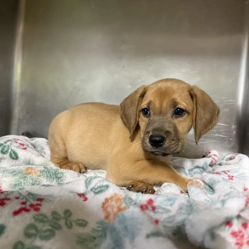 A baby medium-sized male Yellow / Tan / Blond / Fawn Hound dog named Captain Hook Reeves for adoption in Loxahatchee, FL
