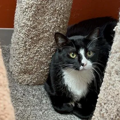 An adult extra large-sized female Domestic Short Hair cat named Carol for adoption in Janesville, WI