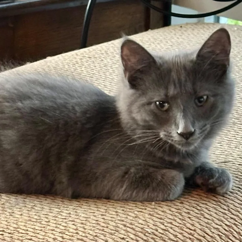 A baby small-sized female Gray / Blue / Silver Domestic Short Hair cat named Aries for adoption in Ashland, VA