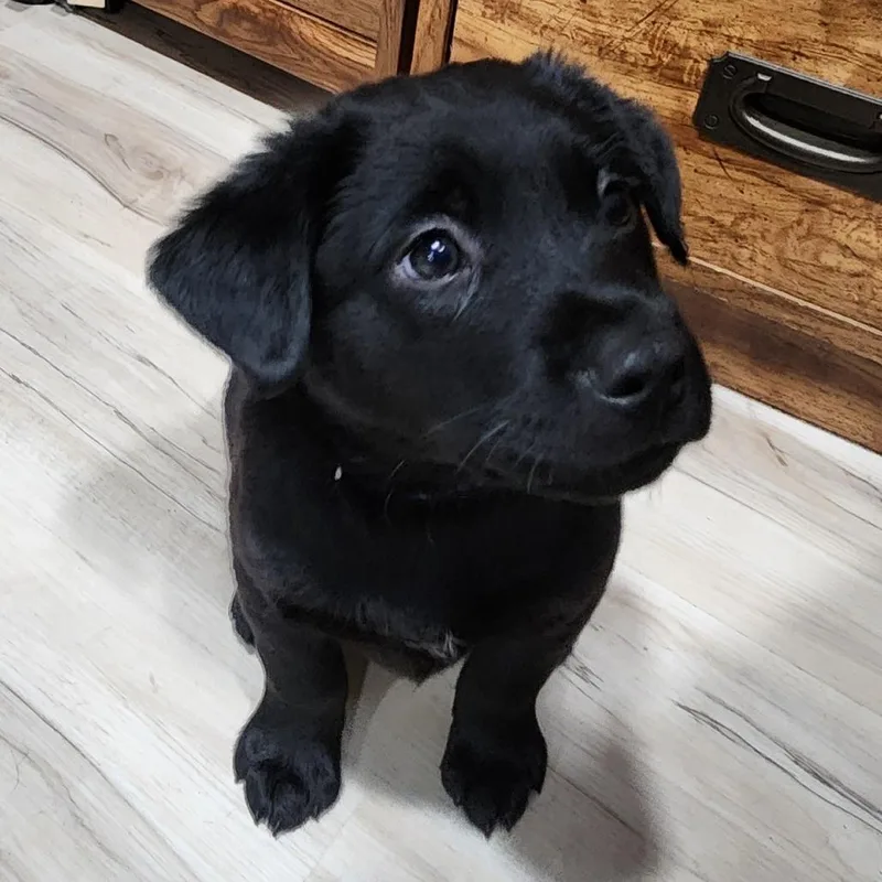 A young medium-sized male Black Labrador Retriever dog named Edge for adoption in Evansville, IN