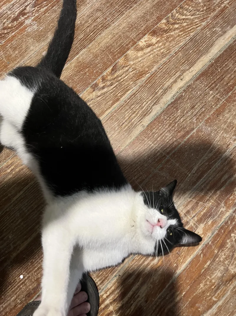 Valentino thumbnail 2