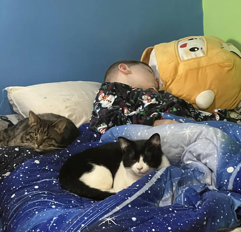 Valentino thumbnail 3