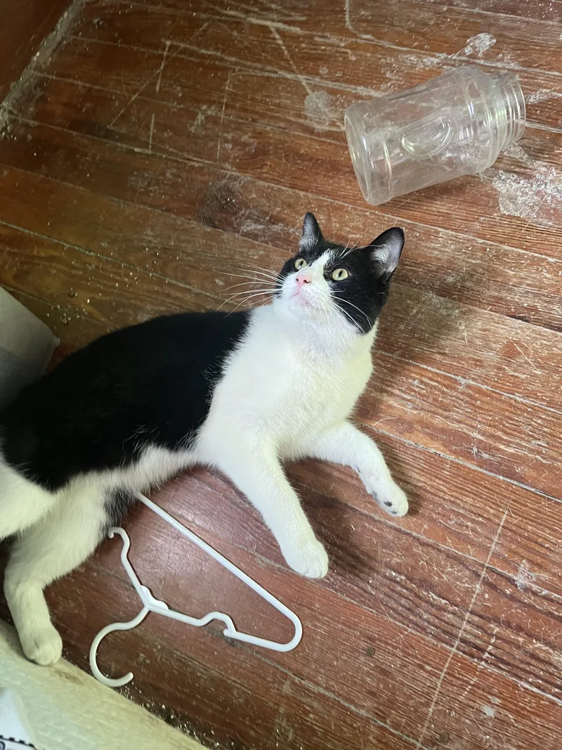 Valentino thumbnail 4