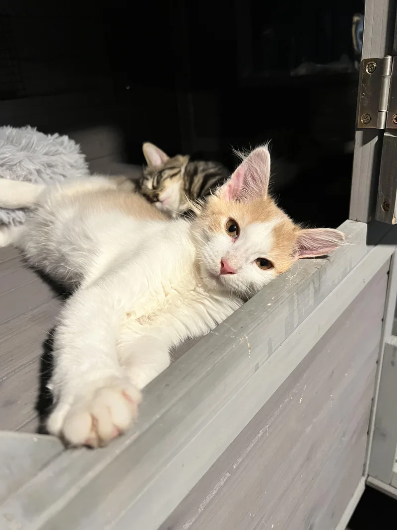 A baby medium-sized male Orange & White Domestic Short Hair cat named Bertrand aka Bert for adoption in Jersey City, NJ