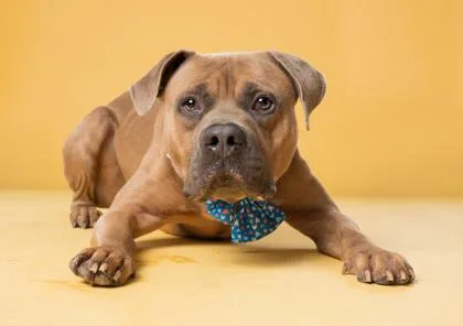 An adult medium-sized male Mixed Breed dog named Tori for adoption in Atlanta, GA