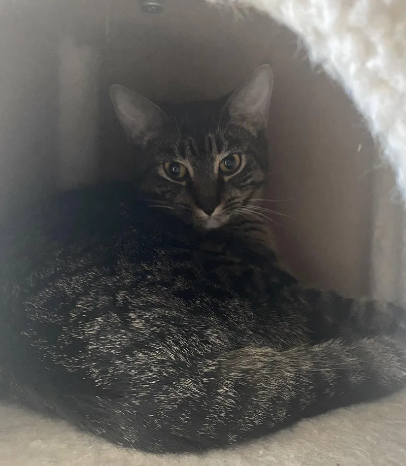 A young medium-sized female Domestic Short Hair cat named Bingo Fata for adoption in Satellite Beach, FL