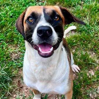 A young medium-sized female Yellow / Tan / Blond / Fawn Mixed Breed dog named Eleanor for adoption in Calverton, NY