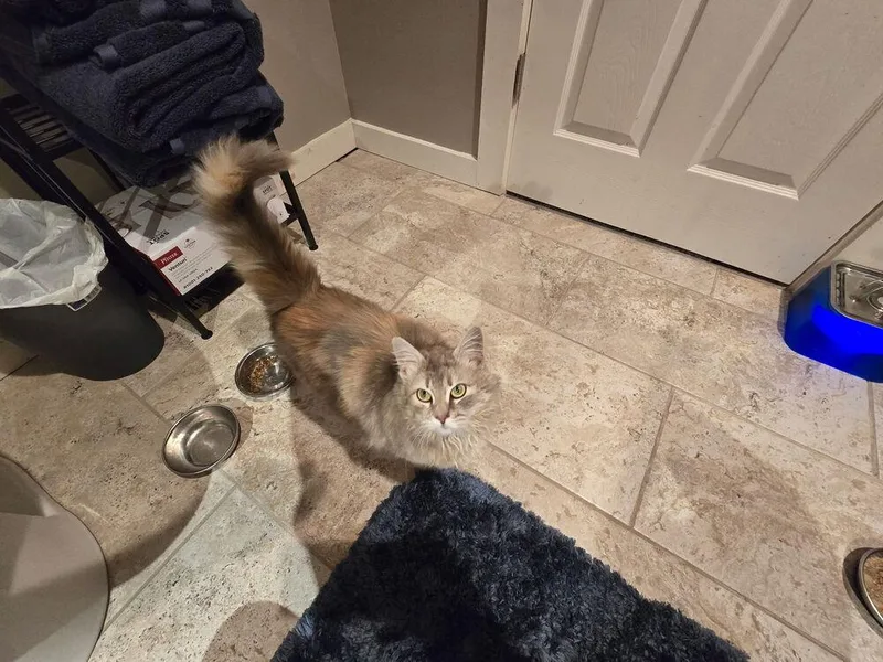 A young medium-sized female Domestic Medium Hair cat named Rose for adoption in Dayton, OH