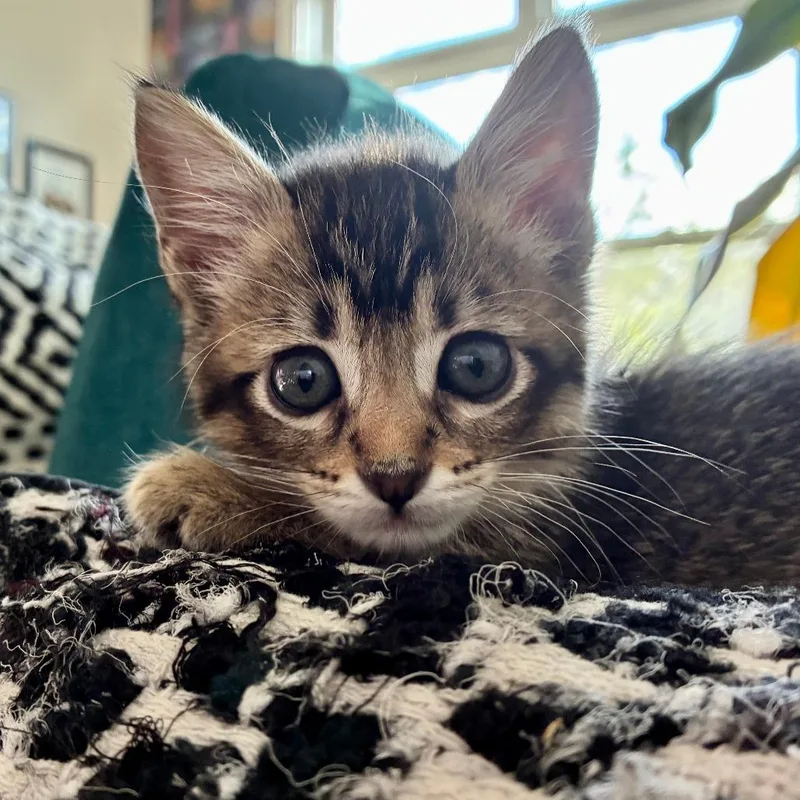 A baby small-sized female Brown / Chocolate Domestic Short Hair cat named Garlic Bread for adoption in Austin, TX