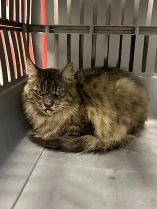 An adult small-sized female Maine Coon cat named FrankenFloof for adoption in Fresno, CA