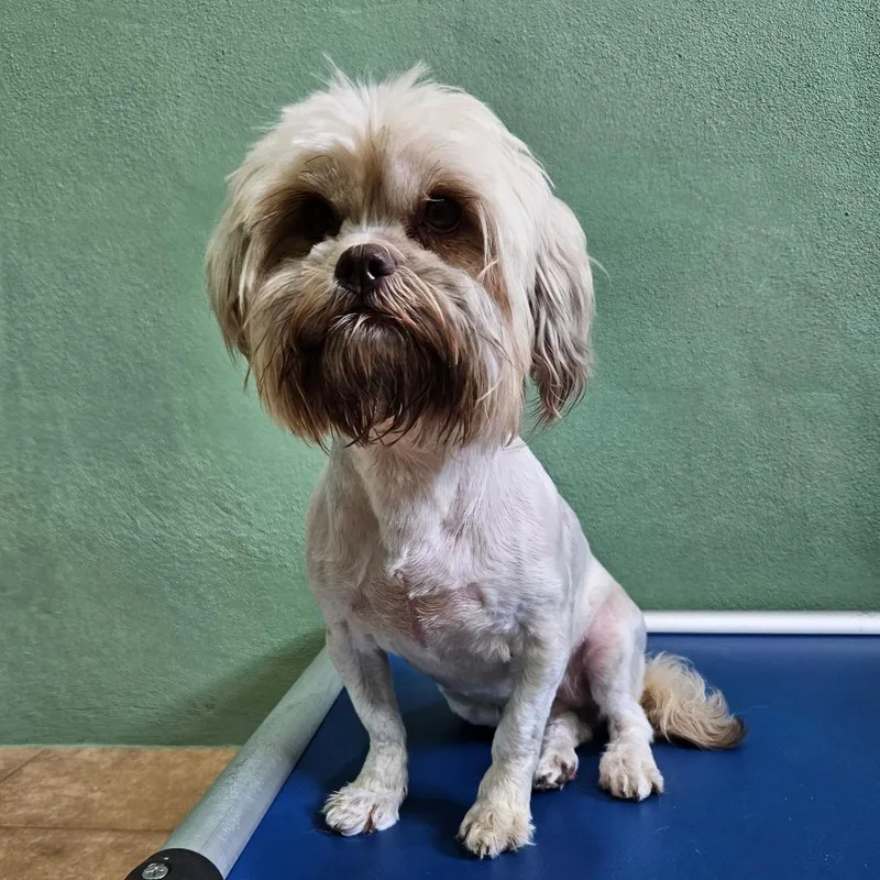 An adult small-sized female White / Cream Shih Tzu dog named Agnes Alora for adoption in LOXAHATCHEE, FL