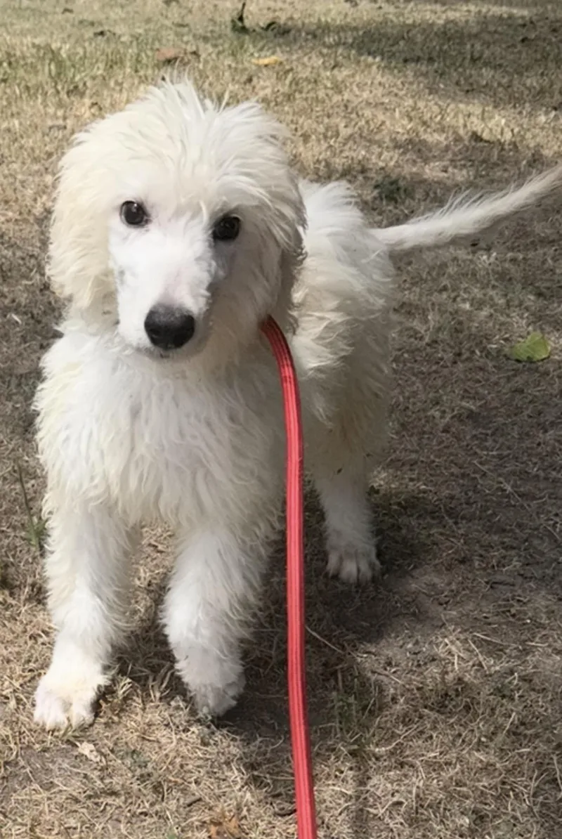 A young medium-sized male Goldendoodle dog named Caleb for adoption in Louise, TX
