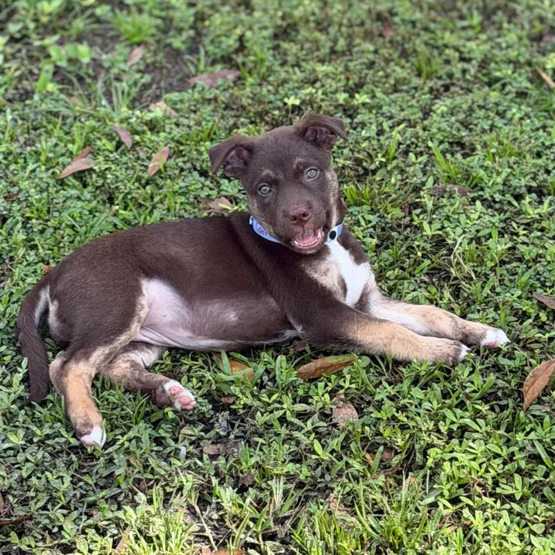 A baby large-sized female Shepherd dog named Carrie for adoption in Wellington, FL