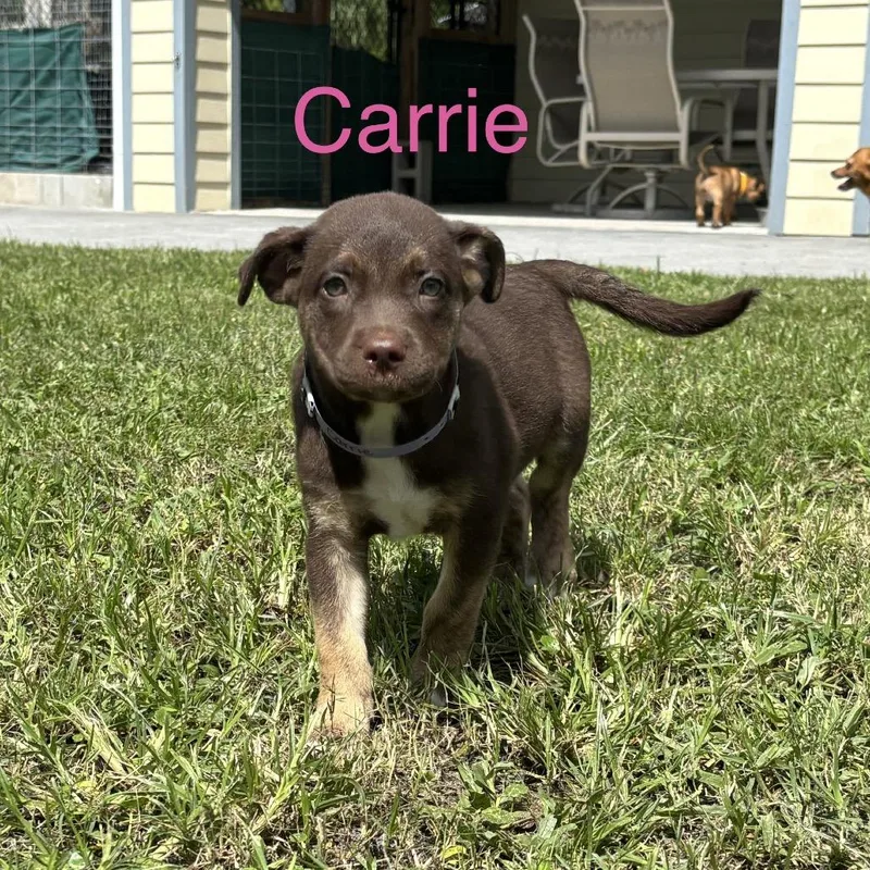 Carrie thumbnail 2