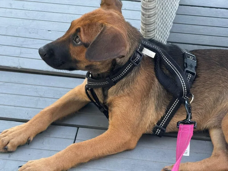 A baby small-sized female Bicolor Shepherd dog named Poppy for adoption in Pleasant Valley, NY