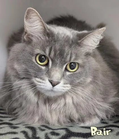 A senior large-sized female Domestic Long Hair cat named Bair for adoption in Mason, MI