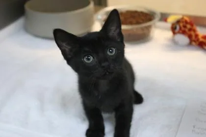 A baby small-sized male Domestic Short Hair cat named Jake for adoption in Brunswick, GA