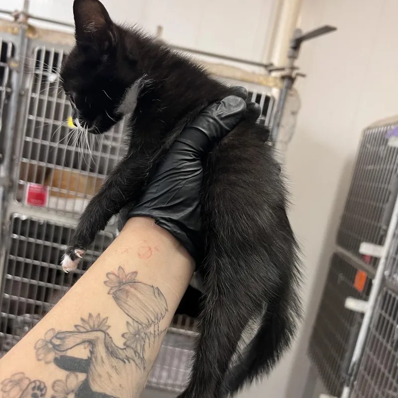 A baby small-sized male Black Domestic Short Hair cat named Bowie for adoption in Amarillo, TX