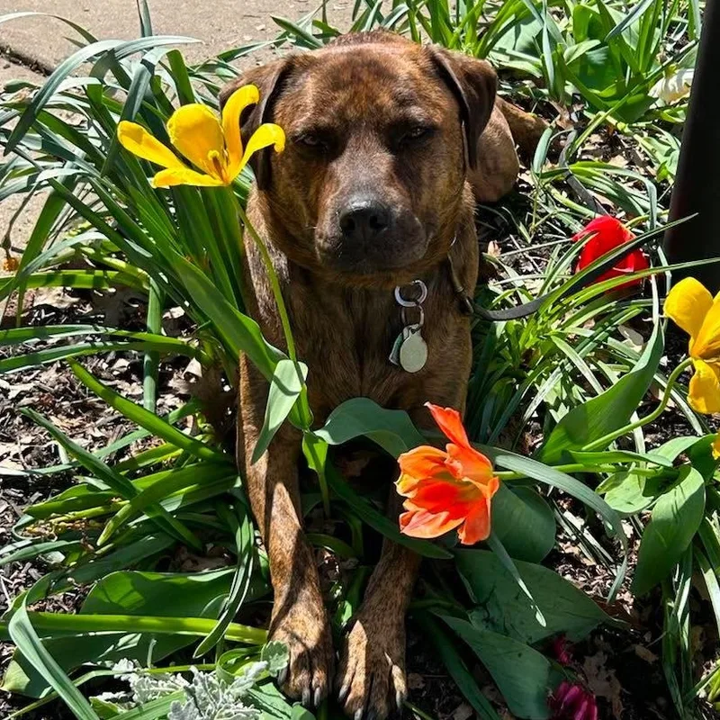 An adult medium-sized female Brindle Mountain Cur dog named Lucy for adoption in Columbia, MD