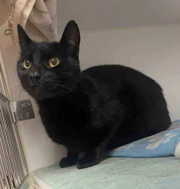 An adult medium-sized male Domestic Short Hair cat named Mako for adoption in San Diego, CA