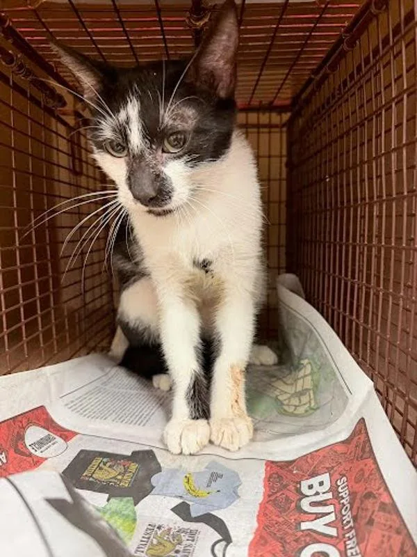 A young small-sized female Domestic Short Hair cat named Meowly Cyrus for adoption in Austin, TX