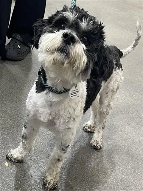 An adult small-sized male Shih Tzu dog named Shaqir for adoption in Upper Marlboro, MD