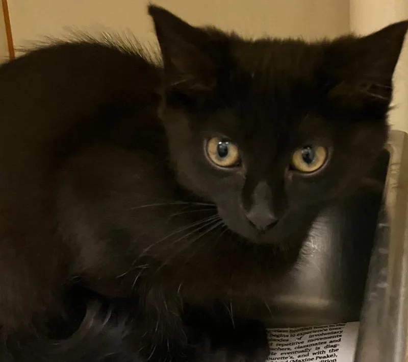 A baby medium-sized female Domestic Short Hair cat named Phoebe for adoption in Christiansburg, VA