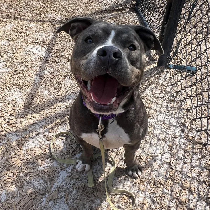An adult large-sized female Gray / Blue / Silver Mixed Breed dog named Funyuns for adoption in Jacksonville, FL