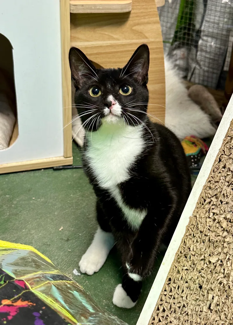 An adult medium-sized female Domestic Short Hair cat named Flo for adoption in Jefferson, LA