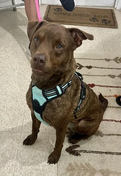 An adult medium-sized female Brown / Chocolate Retriever dog named Ember for adoption in Key West, FL