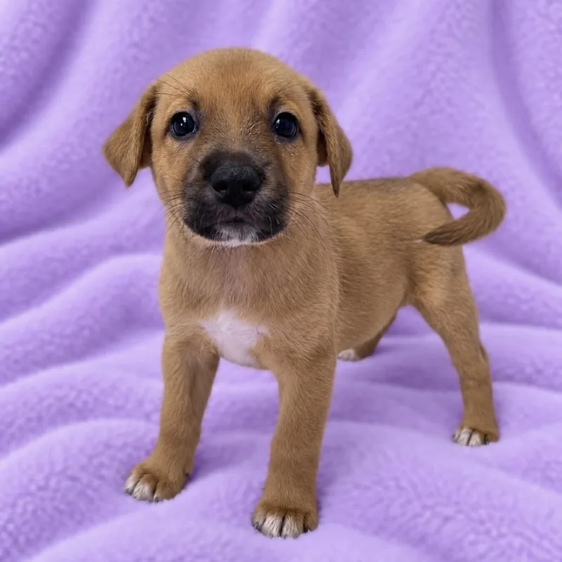 A baby medium-sized female Brown / Chocolate Cattle Dog dog named Annie for adoption in St. Peters, MO