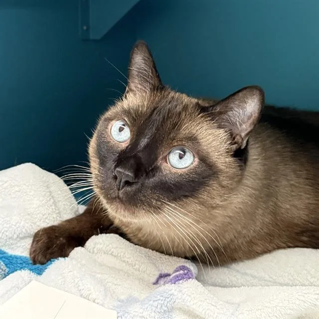 A senior large-sized male Siamese cat named Simon for adoption in Las Vegas, NV