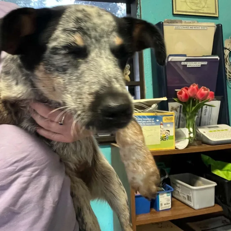 A baby medium-sized female Black Australian Cattle Dog / Blue Heeler dog named Noodle for adoption in Stephenville, TX