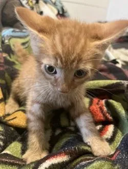 A baby medium-sized male Domestic Short Hair cat named Clementine for adoption in Raleigh, NC