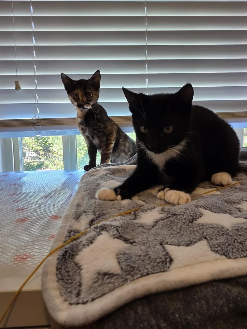 A baby medium-sized female Domestic Short Hair cat named Princess Peach for adoption in Lincoln, CA