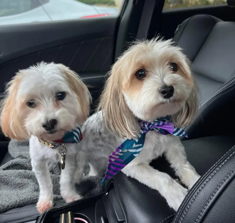 An adult small-sized female White / Cream Yorkie Poo dog named Cali for adoption in Little Elm, TX