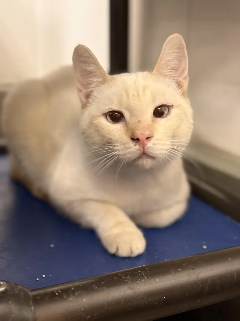 A young medium-sized male Siamese cat named OJay for adoption in Zimmerman, MN