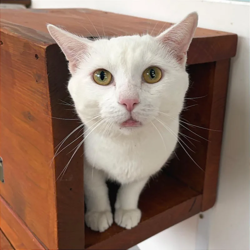 An adult large-sized male Domestic Short Hair cat named Tzatziki for adoption in Deerfield, IL