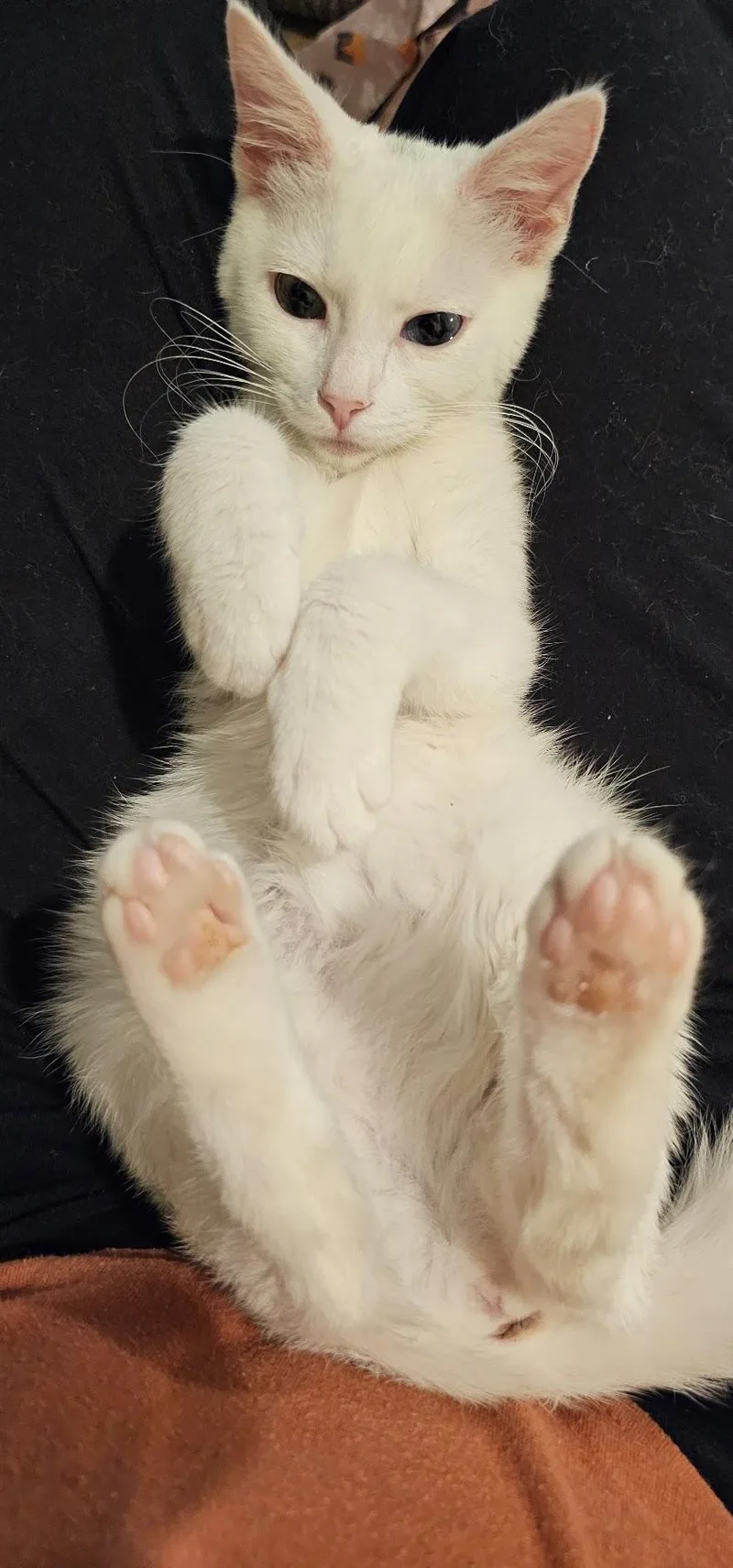 A baby small-sized female White Domestic Short Hair cat named Marcia Brady for adoption in Mission Viejo, CA