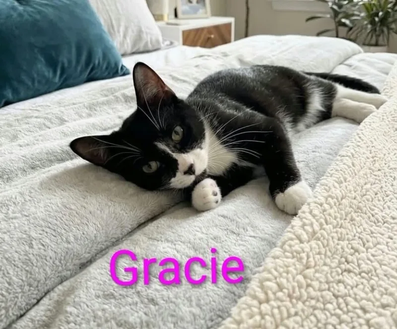 Gracie thumbnail 2