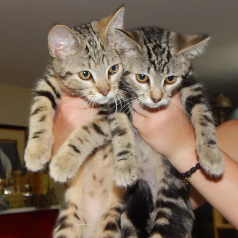A young medium-sized male Tabby (Buff / Tan / Fawn) Domestic Short Hair cat named Frick for adoption in West Orange, NJ