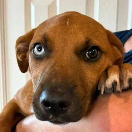 A young medium-sized male Pit Bull Terrier dog named Haystack for adoption in Kansas City, MO