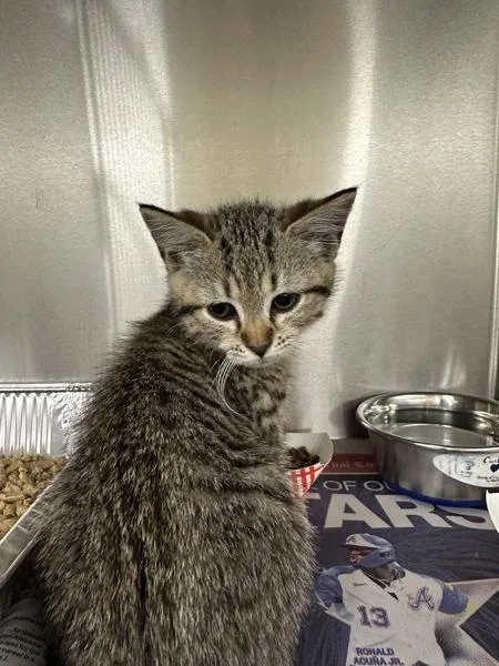 A baby small-sized male Domestic Short Hair cat named If for adoption in Lawrenceville, GA