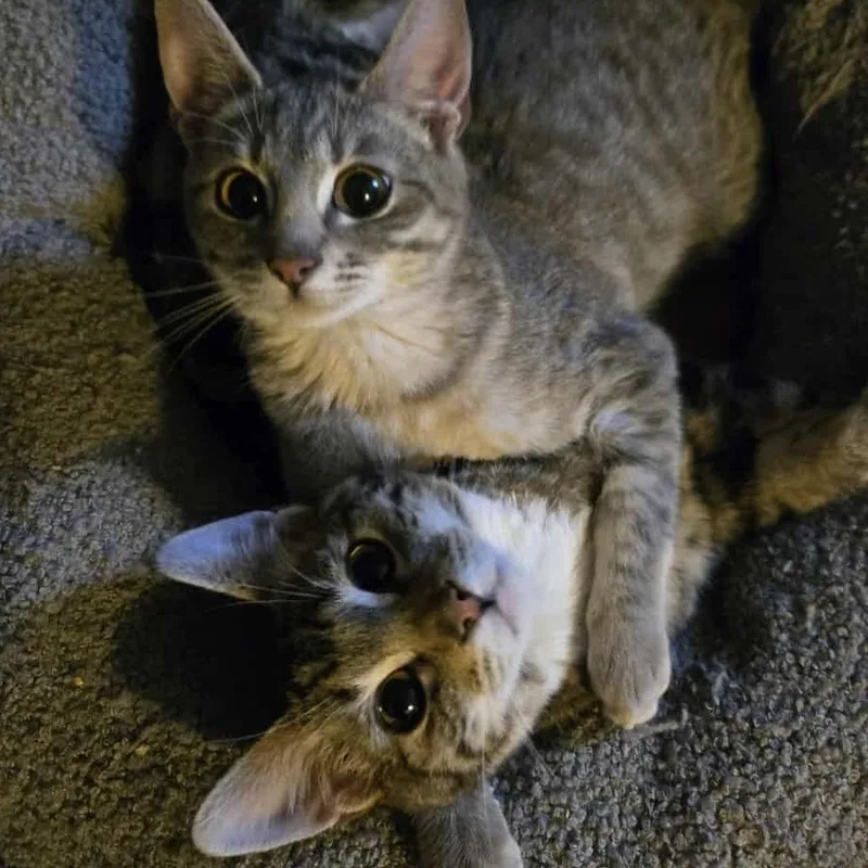 Susie Q Indoor Only thumbnail 2