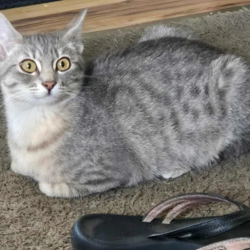 Susie Q Indoor Only thumbnail 3