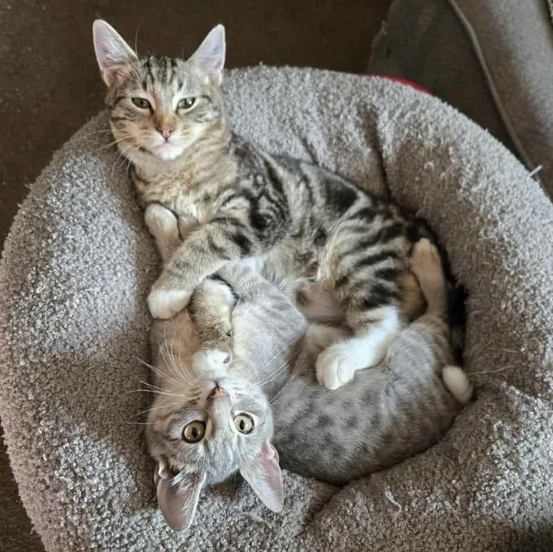 Susie Q Indoor Only thumbnail 4