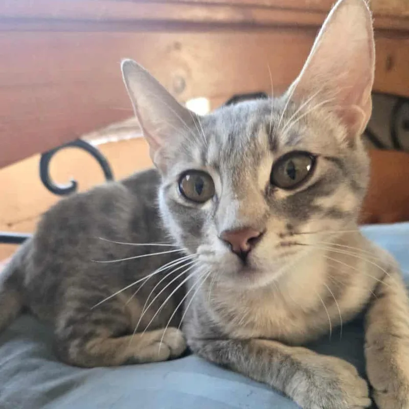 Susie Q Indoor Only thumbnail 5