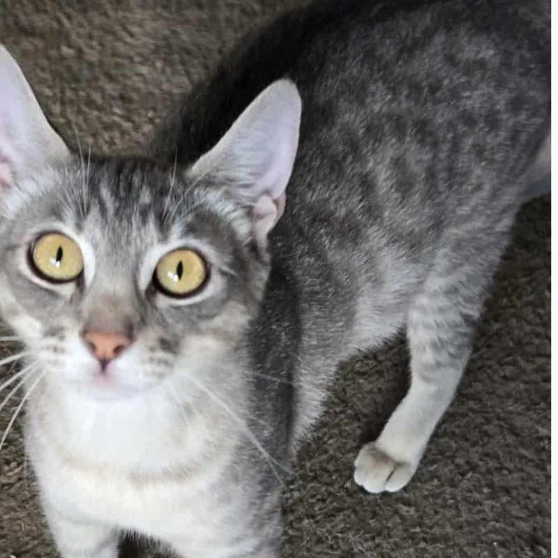 Susie Q Indoor Only thumbnail 6